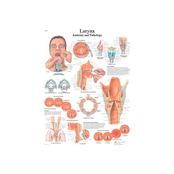 Fabrication Enterprises 3B Anatomical Chart - Larynx, Paper 12-4612P - main